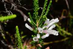 Erica perspicua