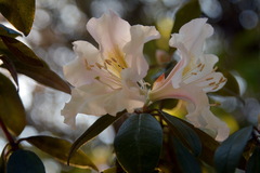 Rhododendron ciliicalyx