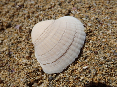 Didacna trigonoides