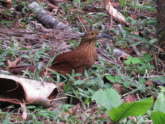 Xiphocolaptes promeropirhynchus
