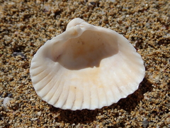 Didacna trigonoides