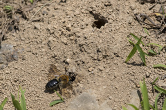 Colletes thoracicus