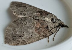 Hydriomena perfracta