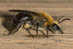 Colletes thoracicus