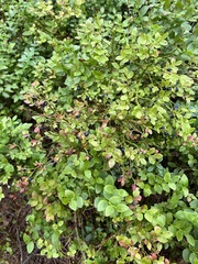 Vaccinium myrtillus