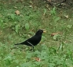 Turdus merula