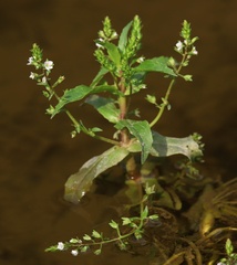 Veronica catenata