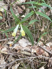Melampyrum pratense