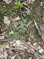 Melampyrum pratense