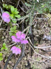 Erica tetralix