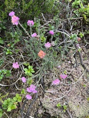 Erica tetralix