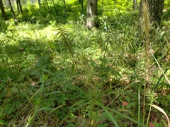 Cyperus lancastriensis