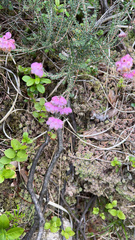 Erica tetralix