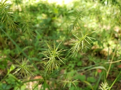 Cyperus lancastriensis