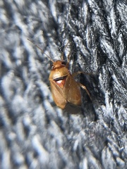 Camptozygum aequale