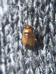 Camptozygum aequale