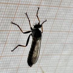 Neomochtherus geniculatus