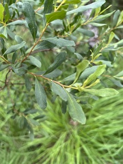 Myrica gale