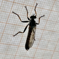 Neomochtherus geniculatus