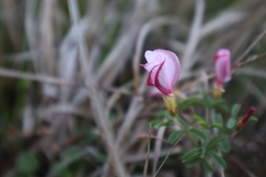 Oxalis multicaulis-recticaulis-versicolor