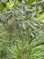 Myrica gale