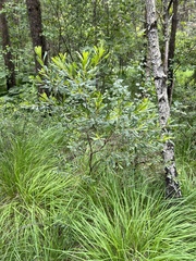 Myrica gale