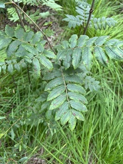 Sorbus aucuparia