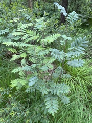 Sorbus aucuparia