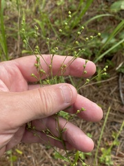 Linum virginianum