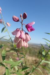 Polygala virgata virgata