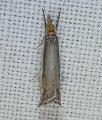 Raphiptera argillaceellus