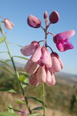 Polygala virgata virgata