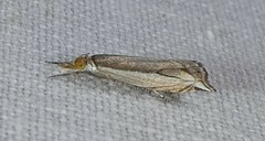 Raphiptera argillaceellus