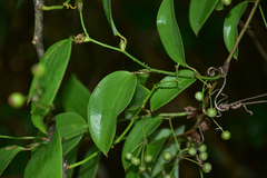 Smilax glaucochina