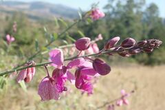 Polygala virgata virgata
