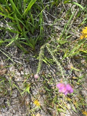 Erica tetralix