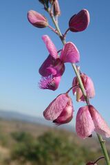 Polygala virgata virgata