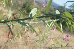 Polygala virgata virgata