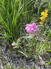 Erica tetralix