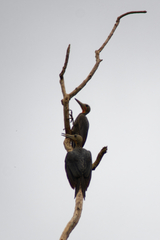 Mulleripicus pulverulentus