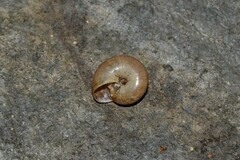 Aegopinella nitidula