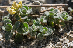 Draba asterophora