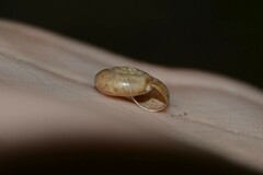 Aegopinella nitidula