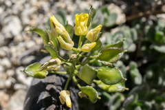 Draba asterophora