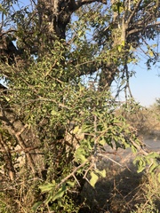 Ximenia americana microphylla