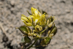 Draba asterophora