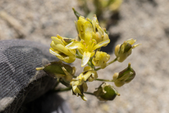 Draba asterophora