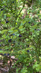 Vaccinium myrtillus