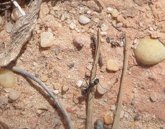 Camponotus micans