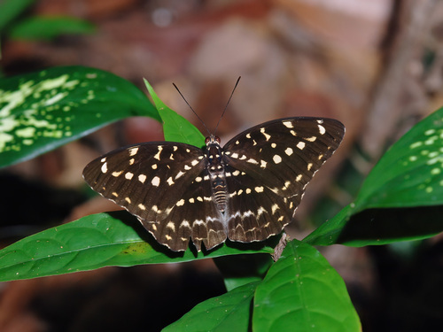 Lexias canescens